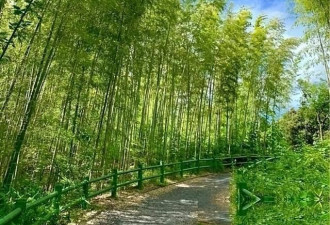 美为何大规模限制竹子？原来竹子比想象的更可怕