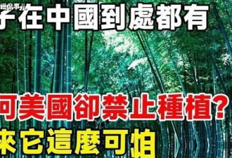 美为何大规模限制竹子？原来竹子比想象的更可怕