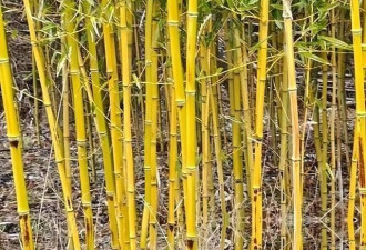 美为何大规模限制竹子？原来竹子比想象的更可怕