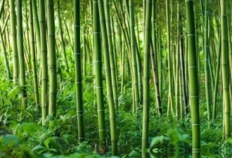 美为何大规模限制竹子？原来竹子比想象的更可怕