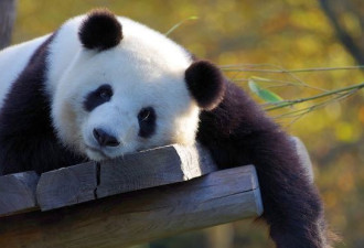 为何狮子老虎都不敢惹熊猫？远古霸气称号曝光