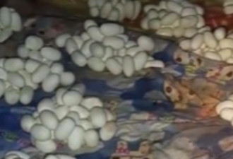 外地工作半年 中国男子返家惊见“满屋蛇蛋”
