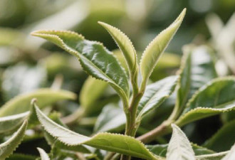 糖尿病是喝茶喝出来的？