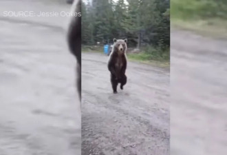 加国女与大灰熊狭路相逢！ 肉身护犬录下惊魂82秒