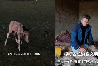 刚出世7日小马遭游客无人机追 受惊狂奔炸肺死亡