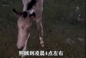 刚出世7日小马遭游客无人机追 受惊狂奔炸肺死亡