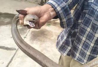 58岁男子徒手抓蛇,被咬后还和蛇淡定合影,结果...