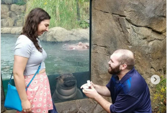 情侣求婚现场 被“它”成功抢镜 网笑翻：证婚人