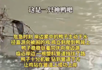 视频疯传：鸡被洪水困住 鸭子赶来救援 背鸡上岸