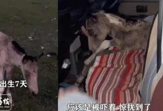 新疆小马出生才7天！遭游客无人机追逐 受惊狂奔“炸肺死亡”