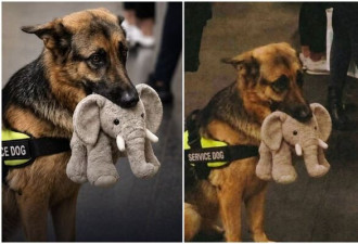 搞砸导盲犬考试后 德牧犬模样引全网围观：太萌