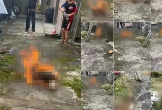 广东4名男童虐杀幼犬 烧死狗妈妈 全网震怒