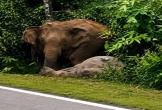 小象遭车撞死 母象彻夜守护遗体 怒袭路过车辆