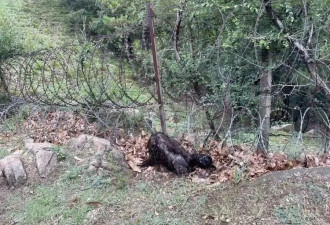 135公里"刀片刺绳":存在多年,当地居民进山受阻