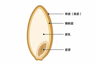 减肥为什么“不能吃面，但可以吃粉”？