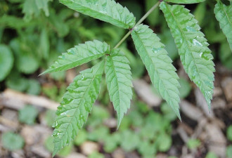 多伦多已发现！安省“最毒野草”进入盛花期，最快15分钟致命