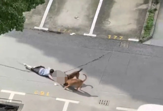 上海2只狗咬住幼童拖行，大人趴地奋力争夺