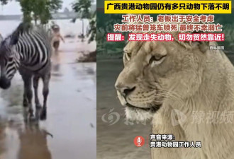 广西动物园遭洪水冲毁 狮子溺毙 草食动物全失踪