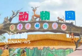 广西动物园遭洪水吞噬 员工叹：铁笼锁死 多数动物都没了
