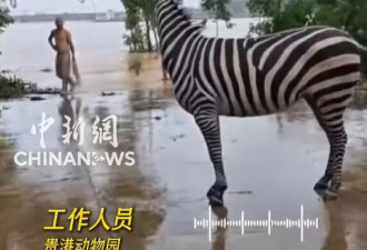 广西动物园遭洪水吞噬 员工叹：铁笼锁死 多数动物都没了
