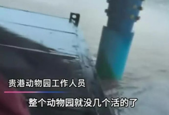 广西动物园遭洪水吞噬 员工叹：铁笼锁死 多数动物都没了