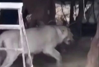 大叔被野生母狮按倒 绝望中撸起了大猫 居然有用
