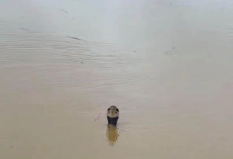 洪水里有蛇怎么办? 记住这4点,关键时刻能保命