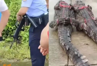 网传广西洪水大批鳄鱼出逃 民警用95开枪击毙?
