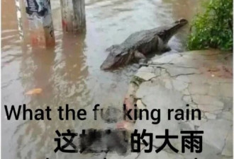 网传广西洪水大批鳄鱼出逃 民警用95开枪击毙?