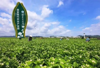 广西洪水，冲垮了瑞幸、蜜雪冰城的底牌