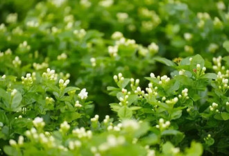广西洪水，冲垮了瑞幸、蜜雪冰城的底牌