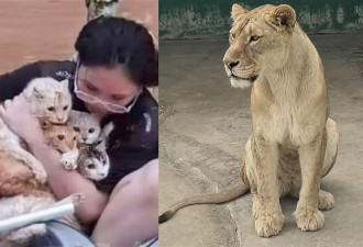 3巨狮惨被活活淹死 惊悚画面曝光
