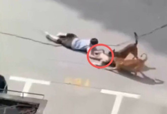 网民揪心 上海童遭2犬疯狂撕咬拖行