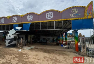狮子的命也是命，网友质疑动物园锁笼致3狮溺亡