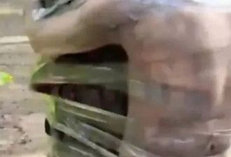 俄罗斯俩士兵被赤膊绑树上，指挥官边骂边打