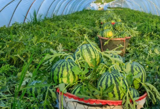 多地西瓜滞销，“50块就能把整车1000斤瓜包圆”