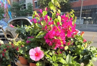 蒙特利尔花店三轮车被盗，店主女士哭了：非常悲伤，沮丧…