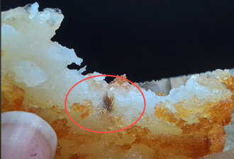 我就爱吃蟑螂！Tim Hortons薯饼里发现异物引网友爆笑吐槽