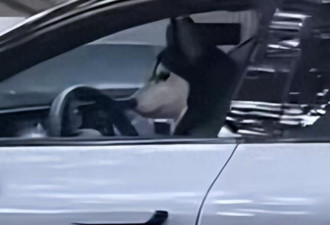 上海街头一只狗竟然在开车?！警方通报