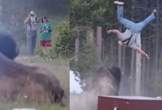 野牛发狂追击！男子遭顶飞2.4公尺高后摔下重伤