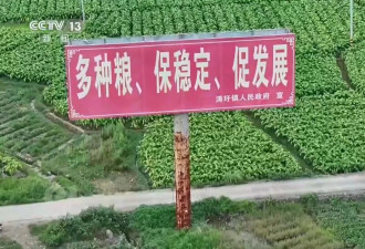 种23万亩水稻上报38万亩 当地官员：只要没抛荒....