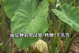 《焦点访谈》是不是太苛责农民和基层干部了？