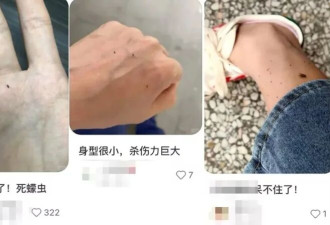 身上出现这种包 千万别挠! 比蚊子还毒啊