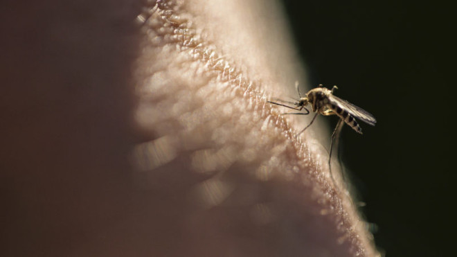 mosquitoes.jpg
