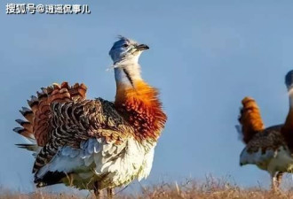 看了鸨鸟 才知道她们为何被叫“老鸨”
