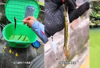 广州一河道发现鳄雀鳝幼鱼 钓鱼爱好者自发进行钓捕