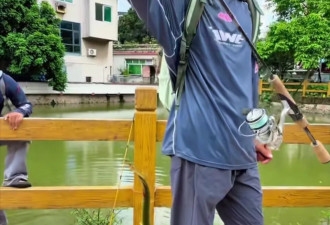广州一河道发现鳄雀鳝幼鱼 钓鱼爱好者自发进行钓捕