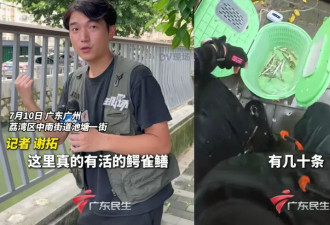 广州一河道发现鳄雀鳝幼鱼 钓鱼爱好者自发进行钓捕