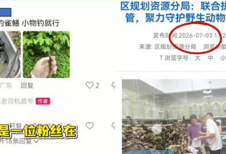 广州一河道发现鳄雀鳝幼鱼 钓鱼爱好者自发进行钓捕