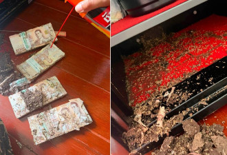 近百万钞票放保险箱 全遭白蚁啃碎